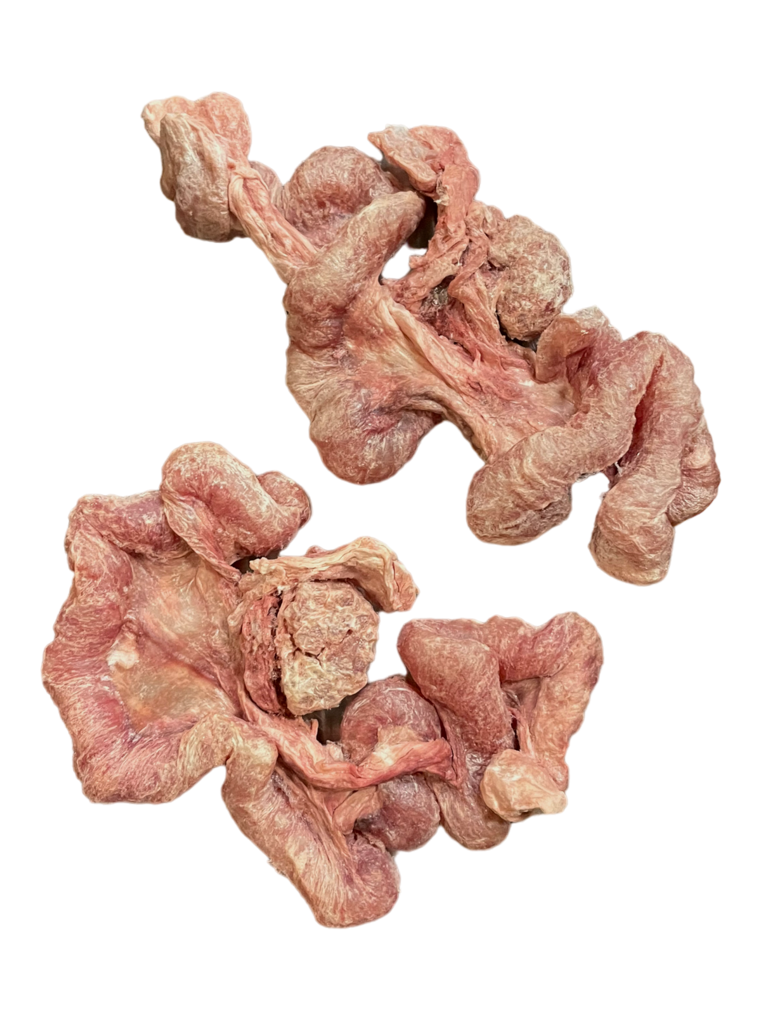 Freeze Dried Pork Uterus
